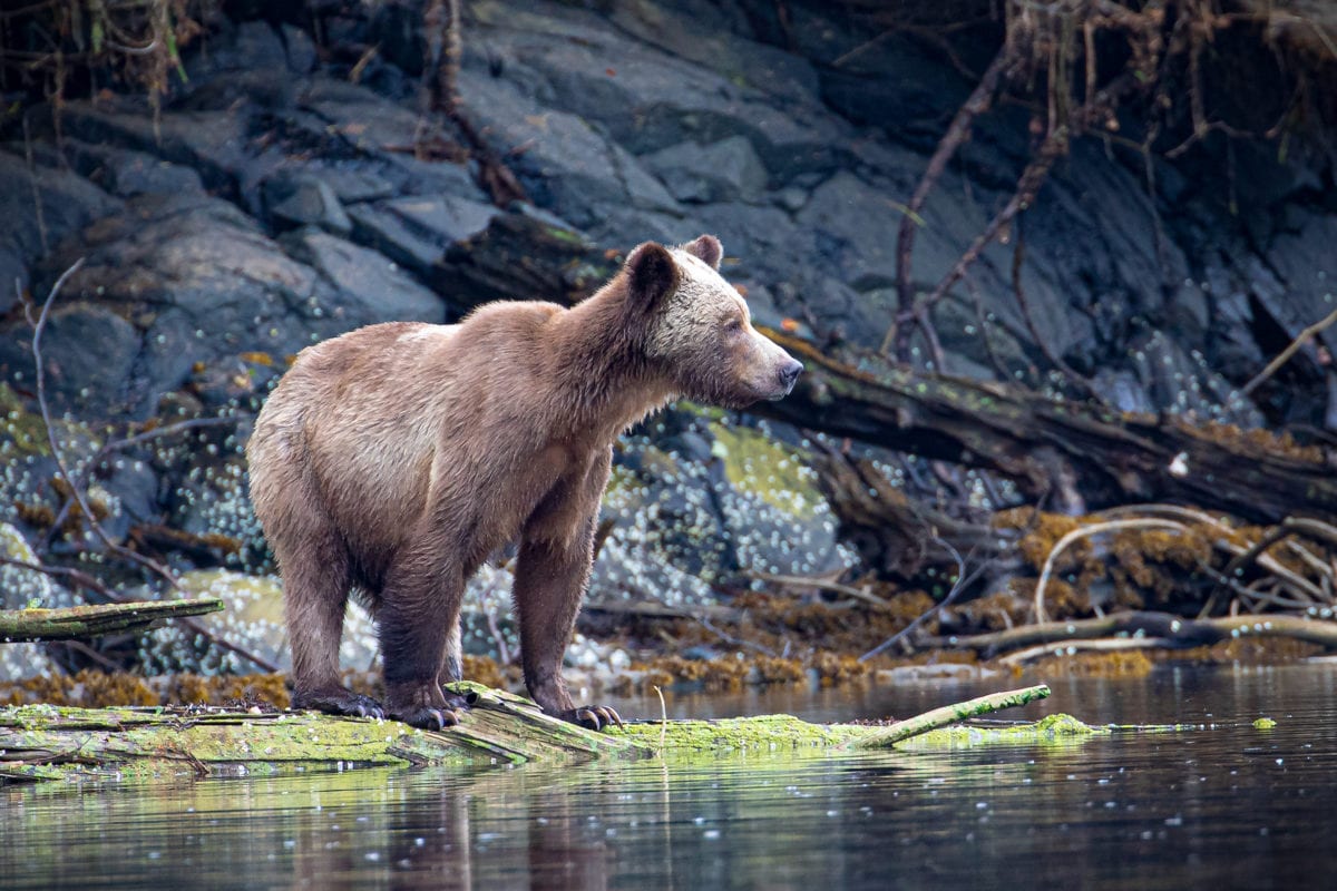 Grizzly mom